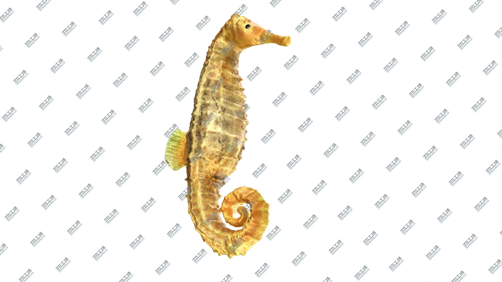 images/goods_img/202105074/3D Sea Horse/2.jpg